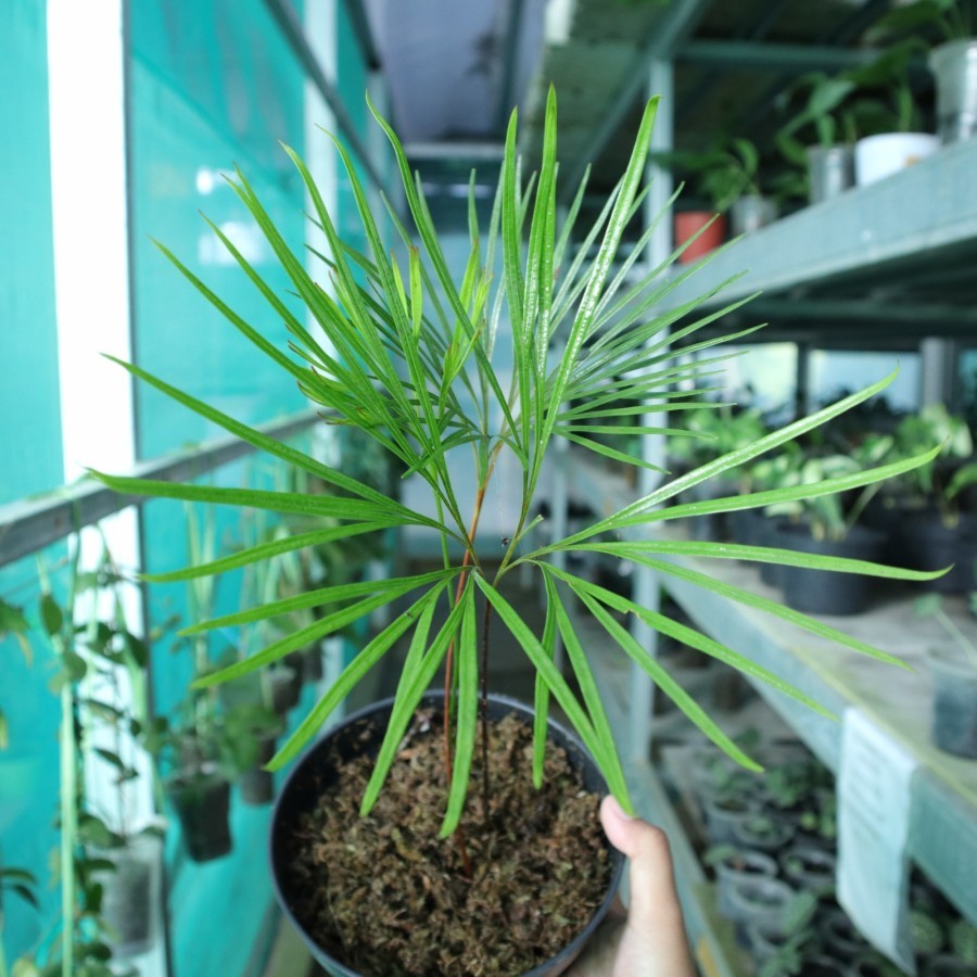 Tanaman Endemik Dipteris lobbiana