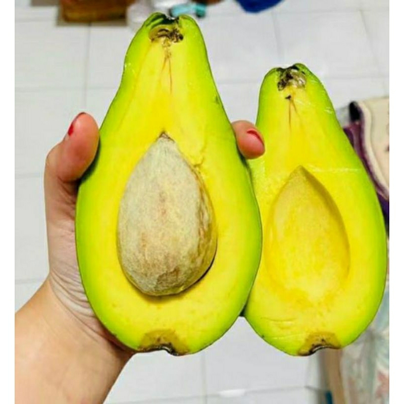 

Alpukat Mentega Super Jumbo