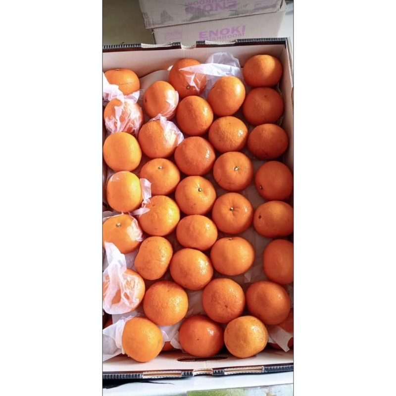 

Jeruk Wogan per Dus /karton/keranjang.note warna kardus tidak seslalu sama sesuai persediaan digudang ,jeruk tetap wogan.