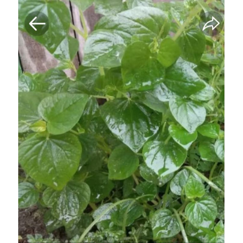 

Daun sirih cina/ketumpang air segar 100gr