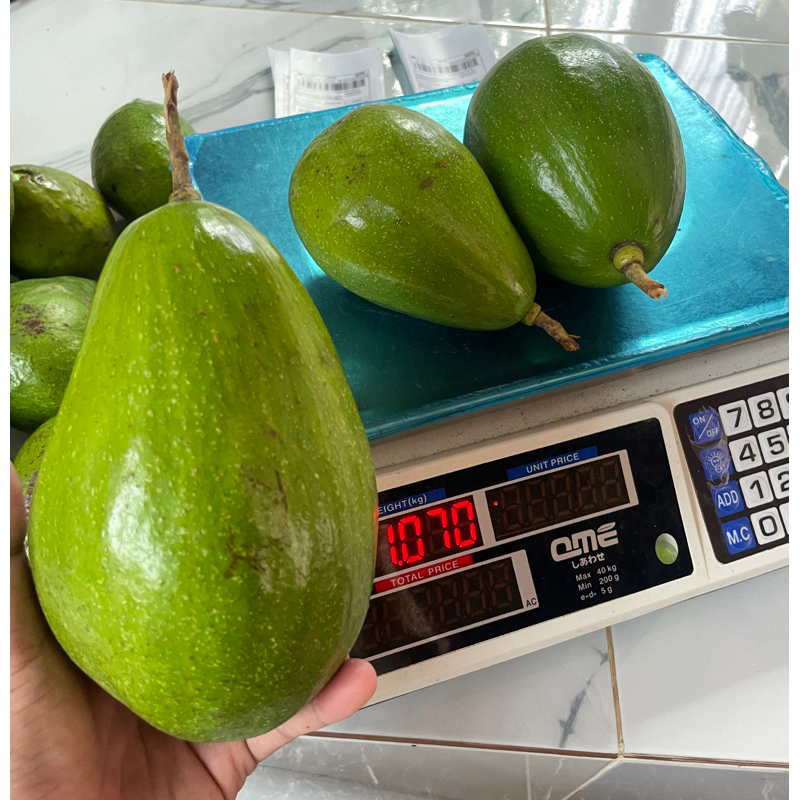 

Alpukat Mentega Jumbo 1kg isi 2 buah