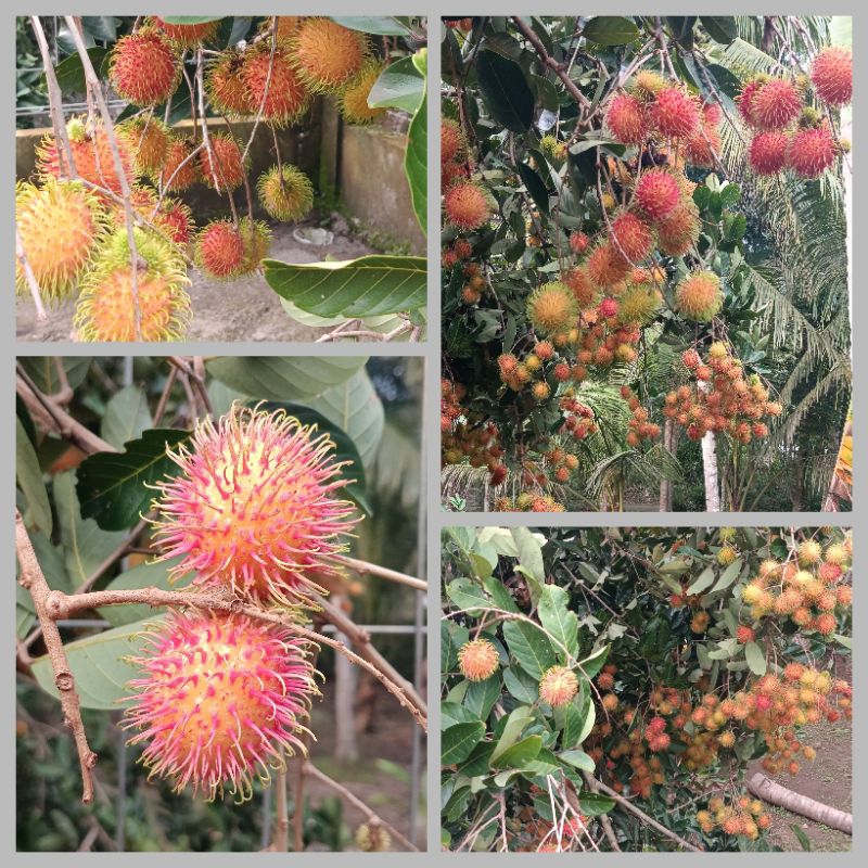 

Buah Rambutan Segar 1 Kg