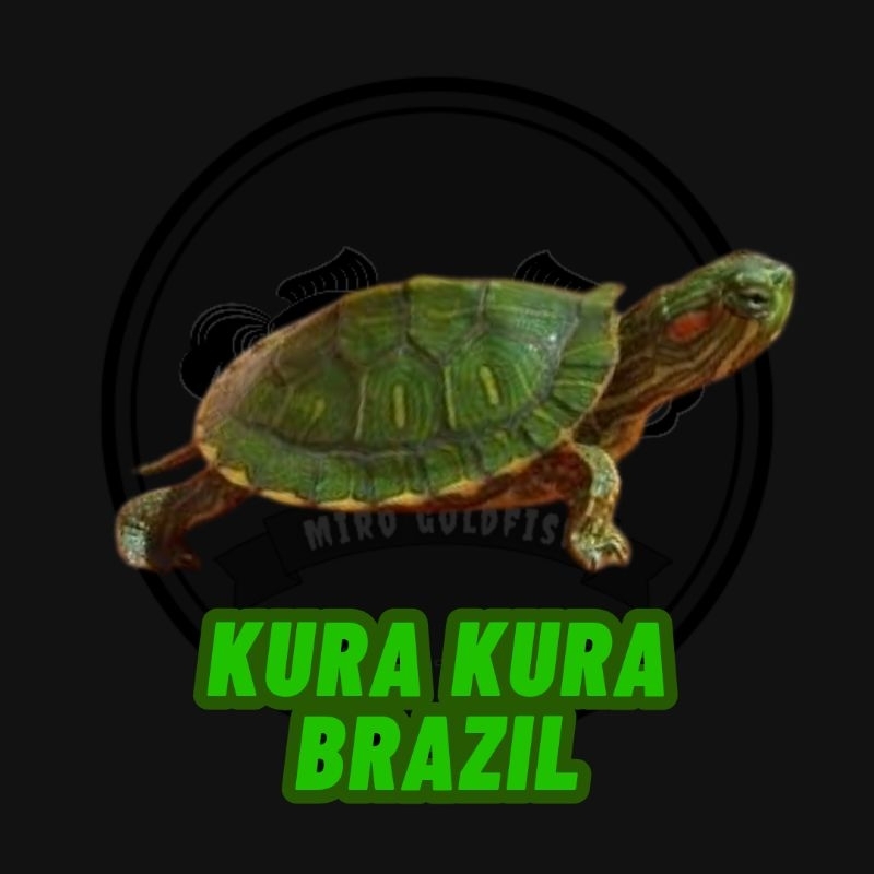 mainan Hidup KURA KURA BRAZIL Bonus Pelet