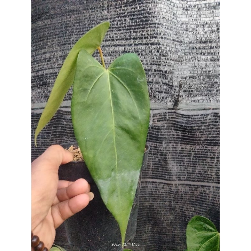 papilaminum x silver hope