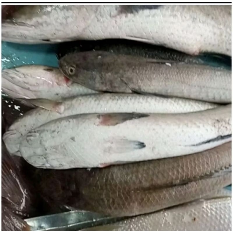 

Ikan Gabus Segar Fresh