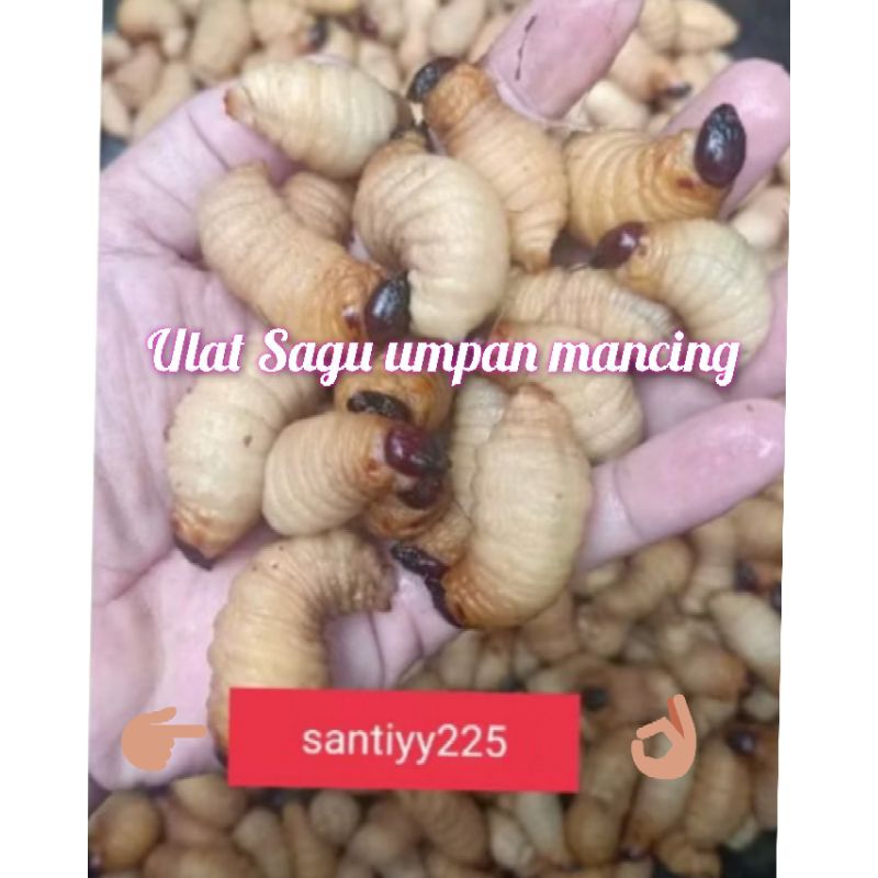 Ulat Sagu Isi 10 Ekor