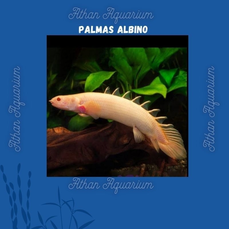 Palmas Albino /ikan naga ukuran medium ukuran 10-12cm