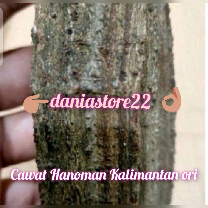 Cawat hanoman kalimantan original