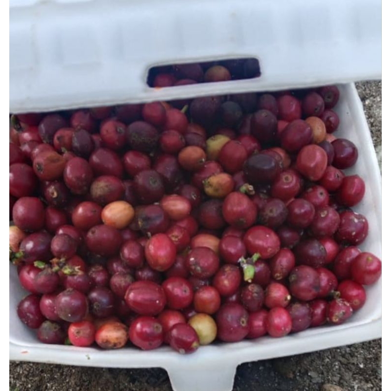 

biji cery merah kopi robusta lokal 1 kg