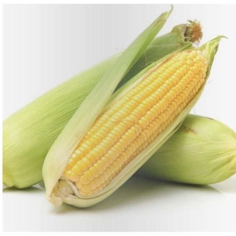 

Jagung Manis 1 Pack Isi 2 pcs