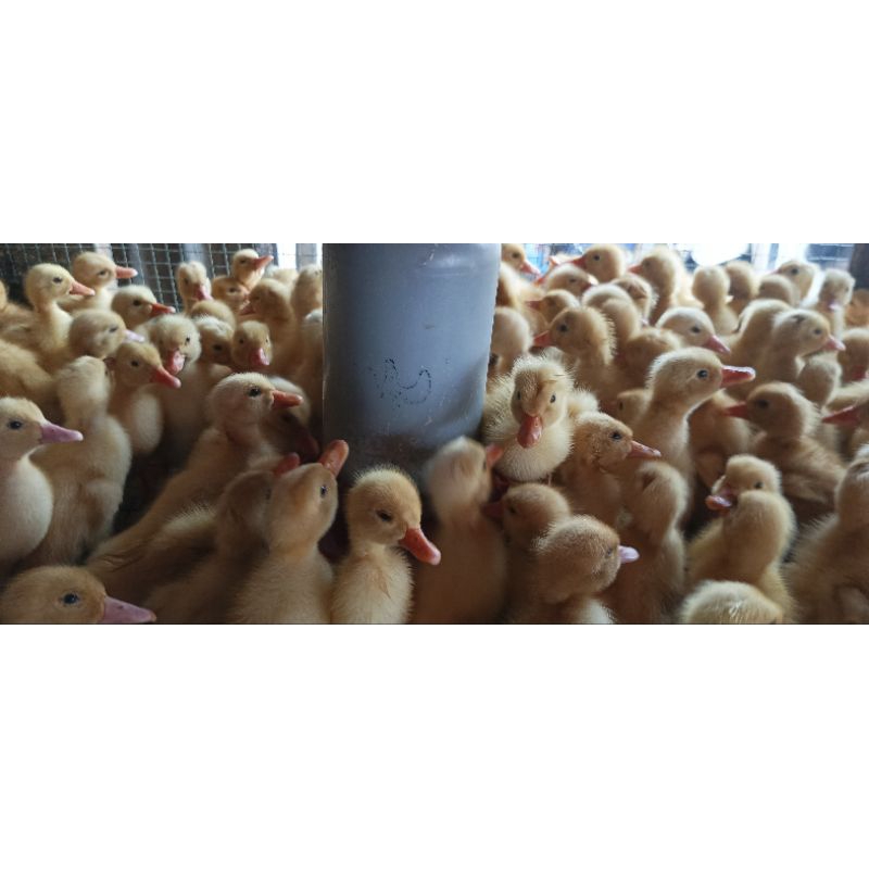 Peking putih - [Pesan 20 + Free 1 Ekor ) Bebek Peking Pedaging - Bebek Peking - Bibit Peking