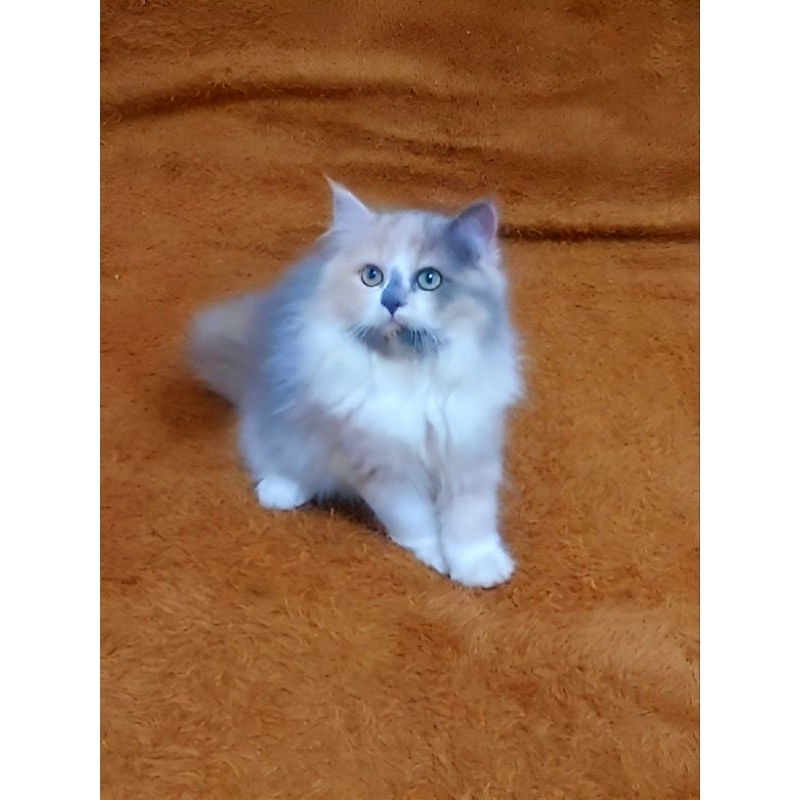 Kucing Kitten Persia, Angora, Anggora, Lucu Aktif Manja, Sehat Terawat, 100% Gambar Asli