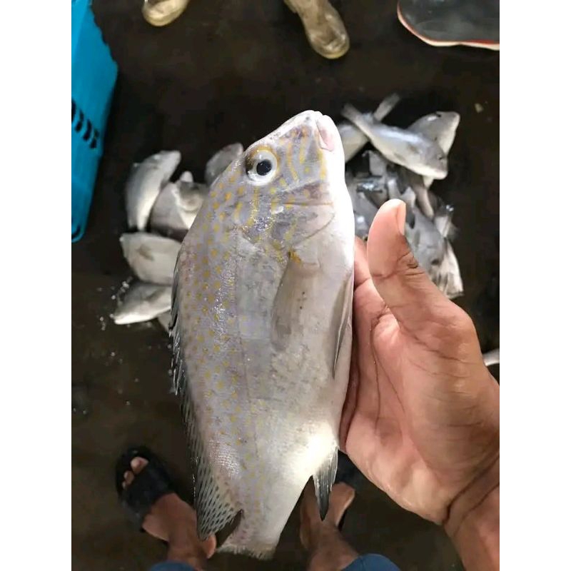 

Ikan kaci Kaci segar Ikan tapak dara Ikan Kaci Kaci 1kg