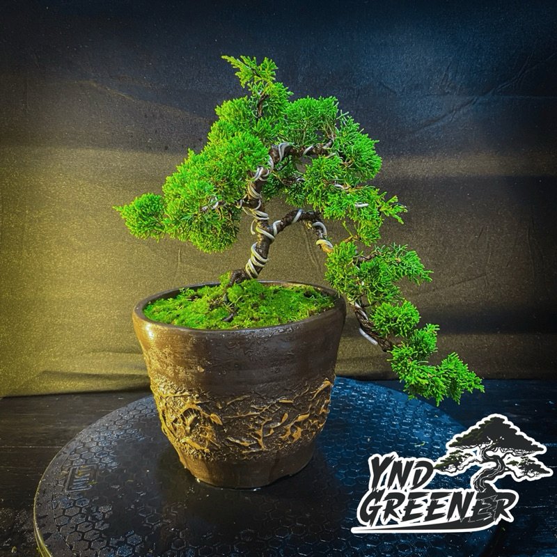 BONSAI CEMARA SARGENTI PING PONG /KISHU PING PONG POHON HIDUP PAJANGAN RUMAH /TAMAN BIBIT