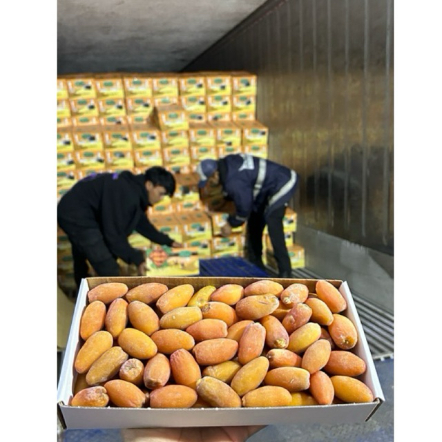 KURMA RUTHOB LIBYA GROSIR / KURMA SETENGAH MATENG IKHTIAR PROMIL