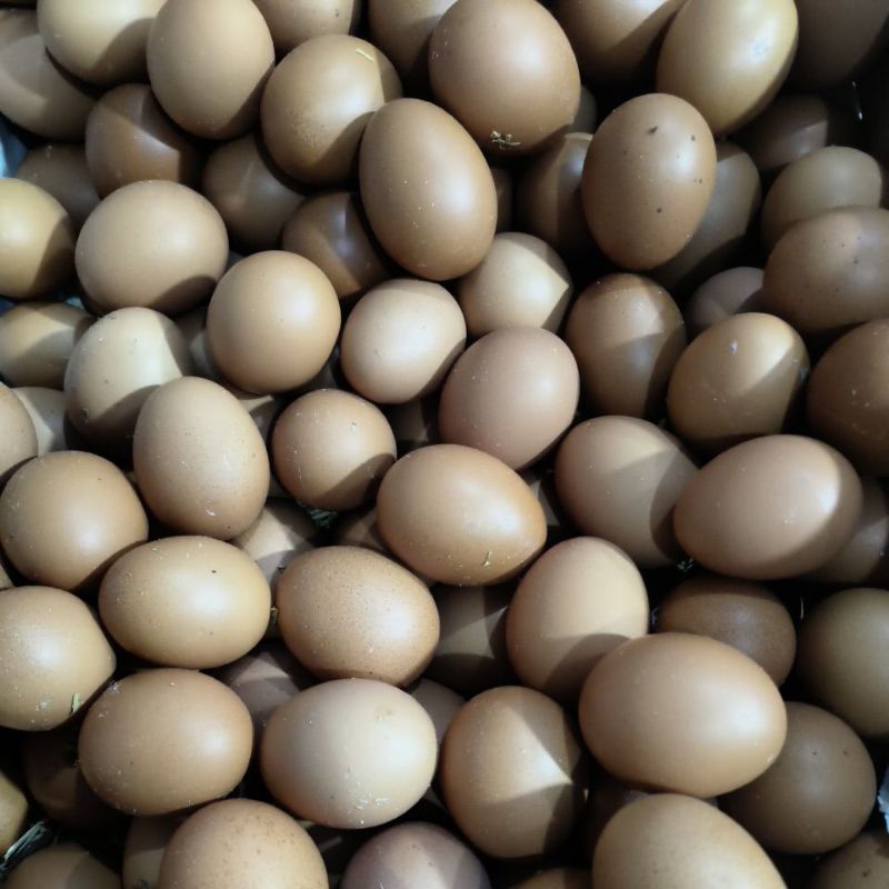 

telur