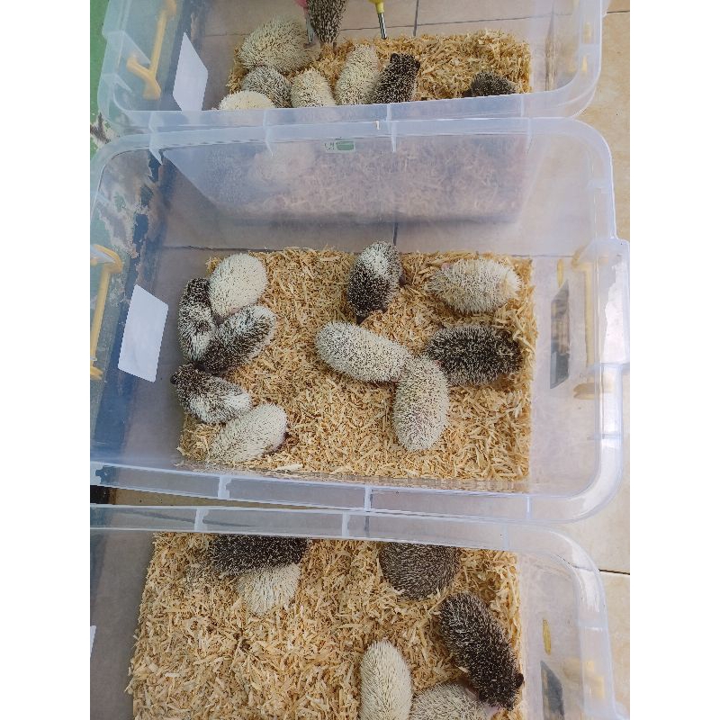 landak mini anakan grosirr ( borongan )