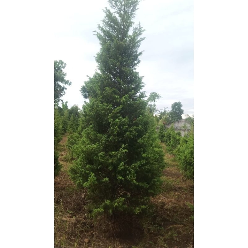 cemara natal/cemara lilin super