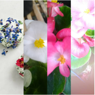 

edible flower murah berkualitas-begonia