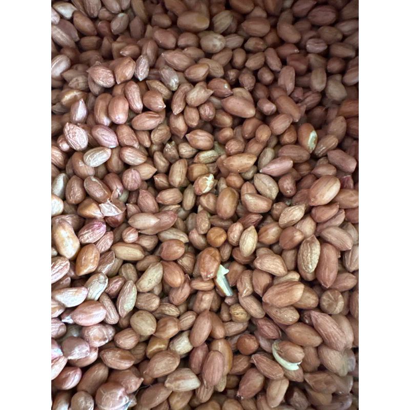 

KACANG TANAH INDIA MENTAH FRESH 1 KG PUTIH /KUALITAS TERJAMIN