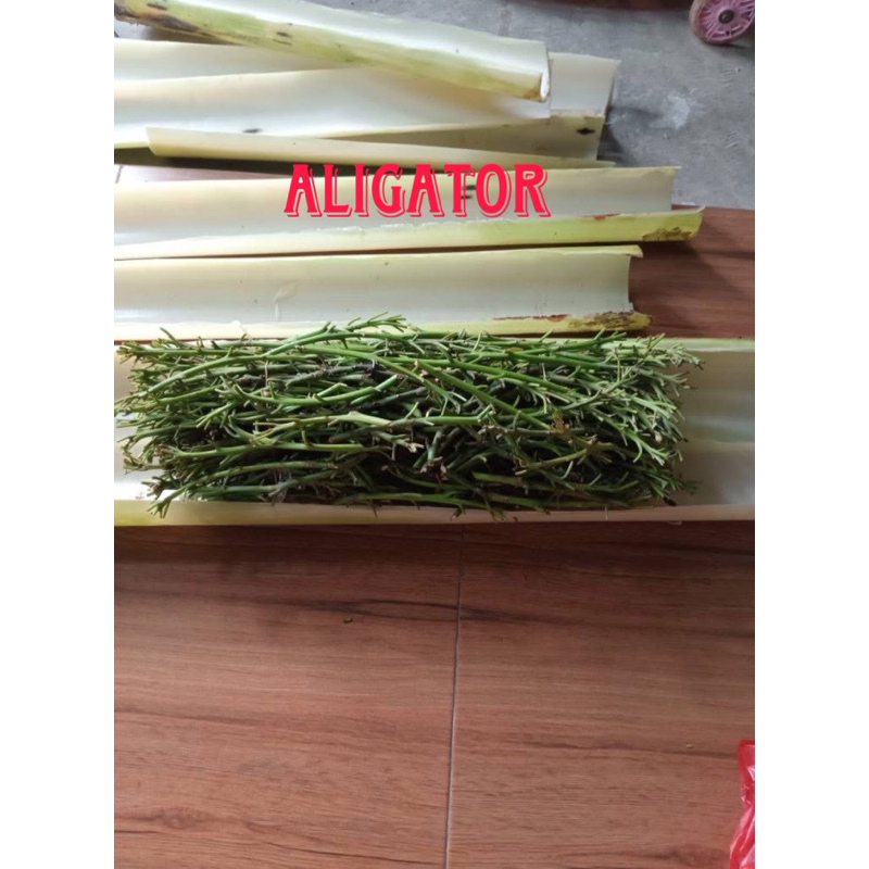 Entres alpukat jenis aligator genjah