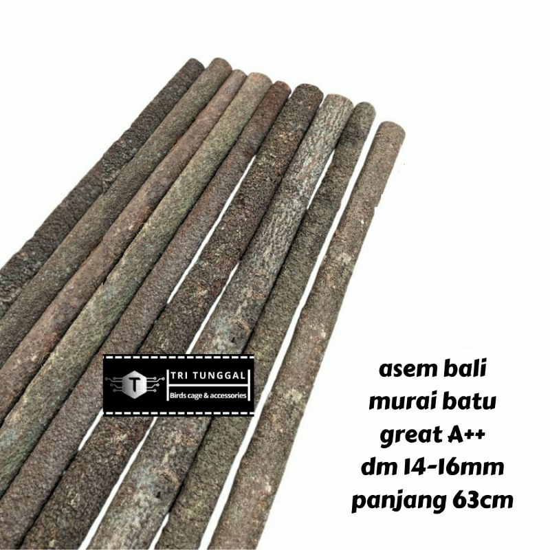 tangkringan asem bali murai super A++ tangkringan murai batu asem bali