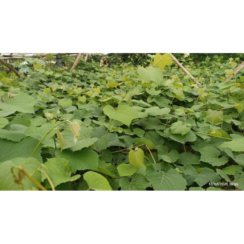 Cutting Rootstock Anggur Import SO4 KOBER 5BB RAMSEY TELEKI 5C COUDERC 1613 IAC 572 JALES