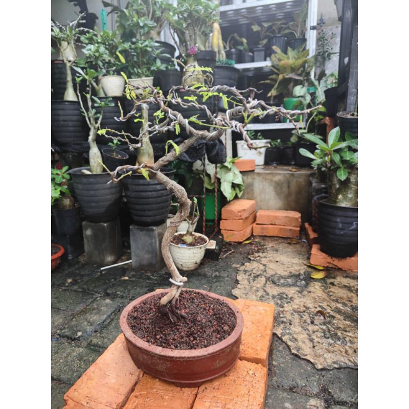bonsai asem meliuk tinggal pajang bagus mewah