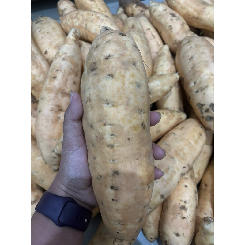 

Ubi Cilembu