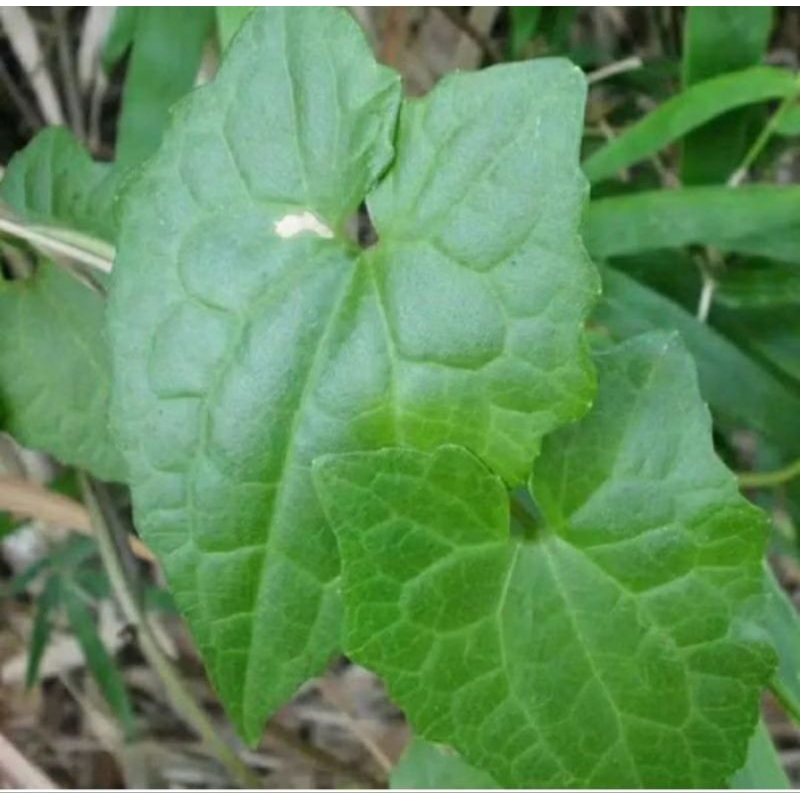 

Daun sambung rambat asli organik berat 100gr rempah herbal