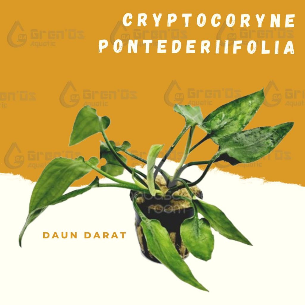 Crypto Cryptocoryne pontederiifolia Tanaman Tumbuhan Aquascape Aquarium Akuarium Tanpa Low Co2 Chana