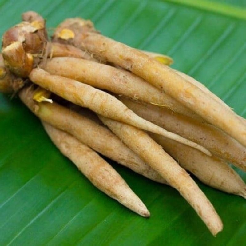 

Temu kunci rempah herbal bumbu masakan /KG
