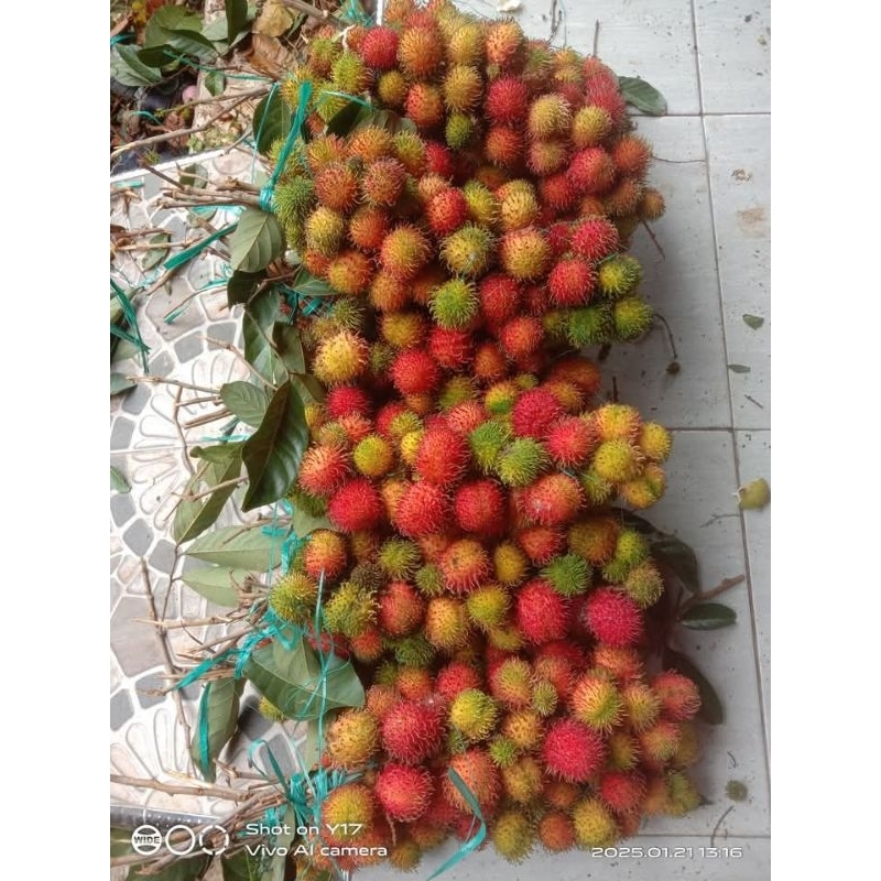 

BUAH RAMBUTAN RAPIAH / RAFIA 1KG MANIS SEGAR