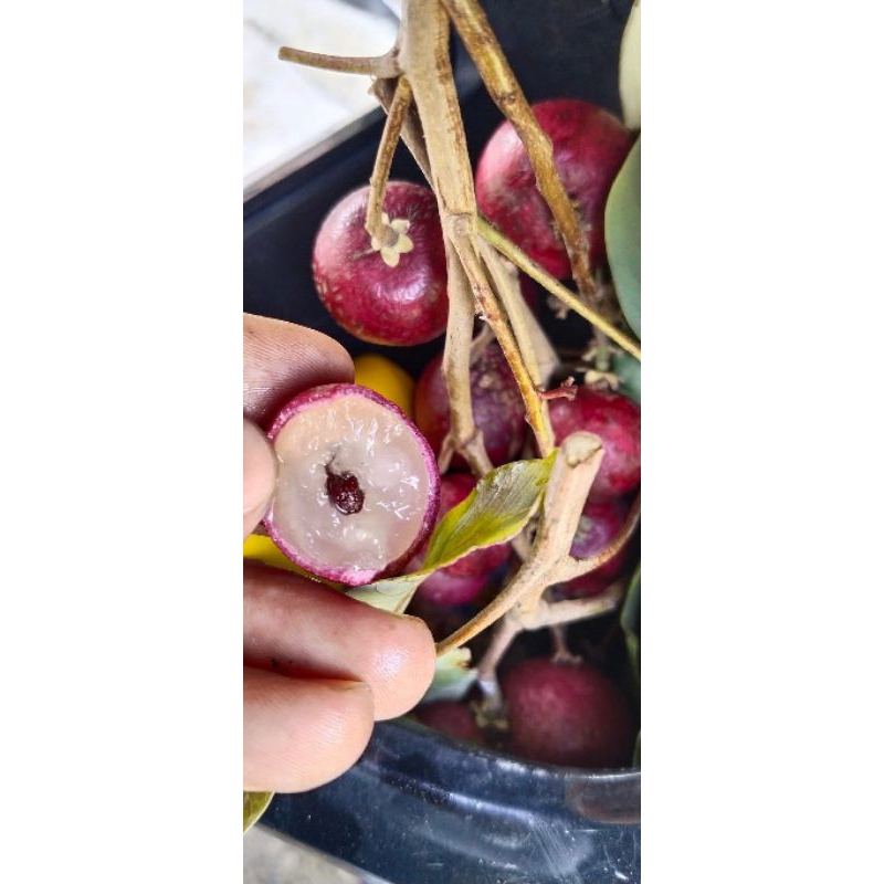 Bibit Kelengkeng Merah Siap Berbuah