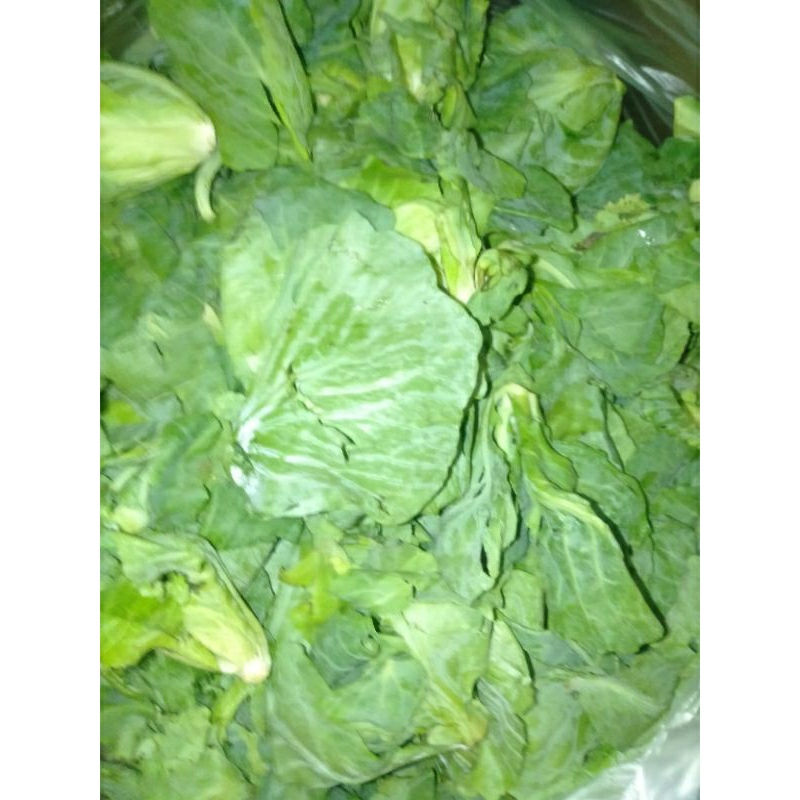 

SAYUR KECIWIS / BABYKOL / CIWIL / CUILAN /SUILAN segar