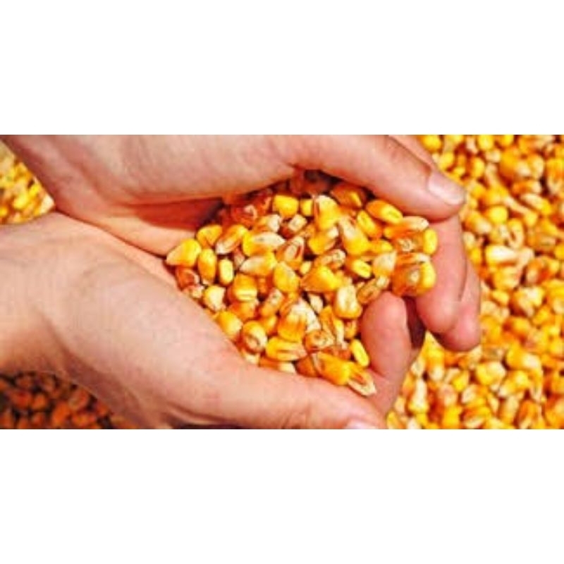 

jagung kualitas super 500 gram