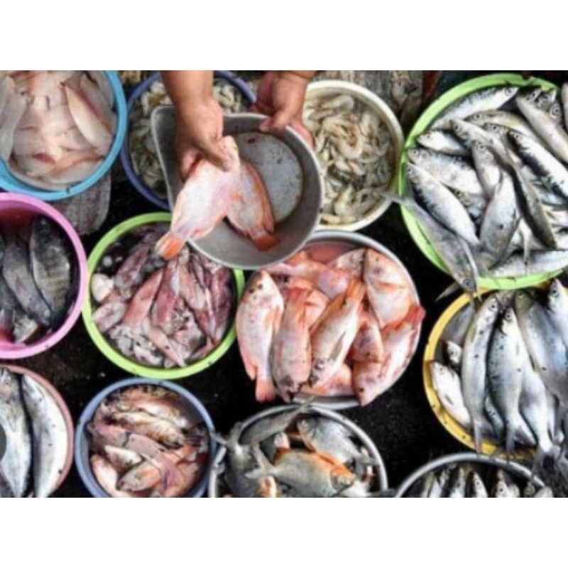 

Aneka ikan segar² pasar pagi Flamboyan