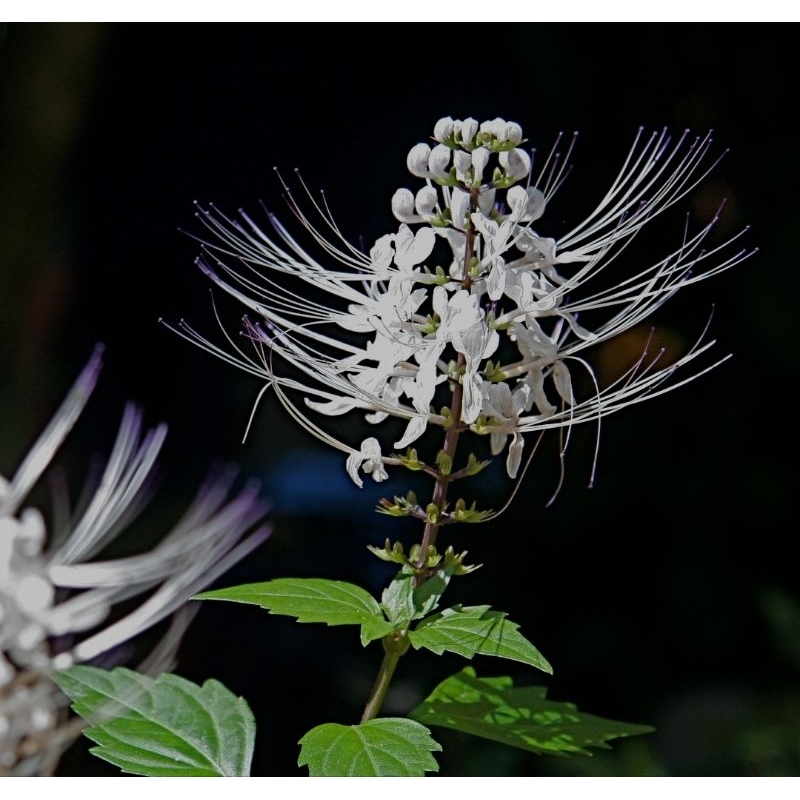 

Jual bunga kumis kucing segar isi 50 pcs-az