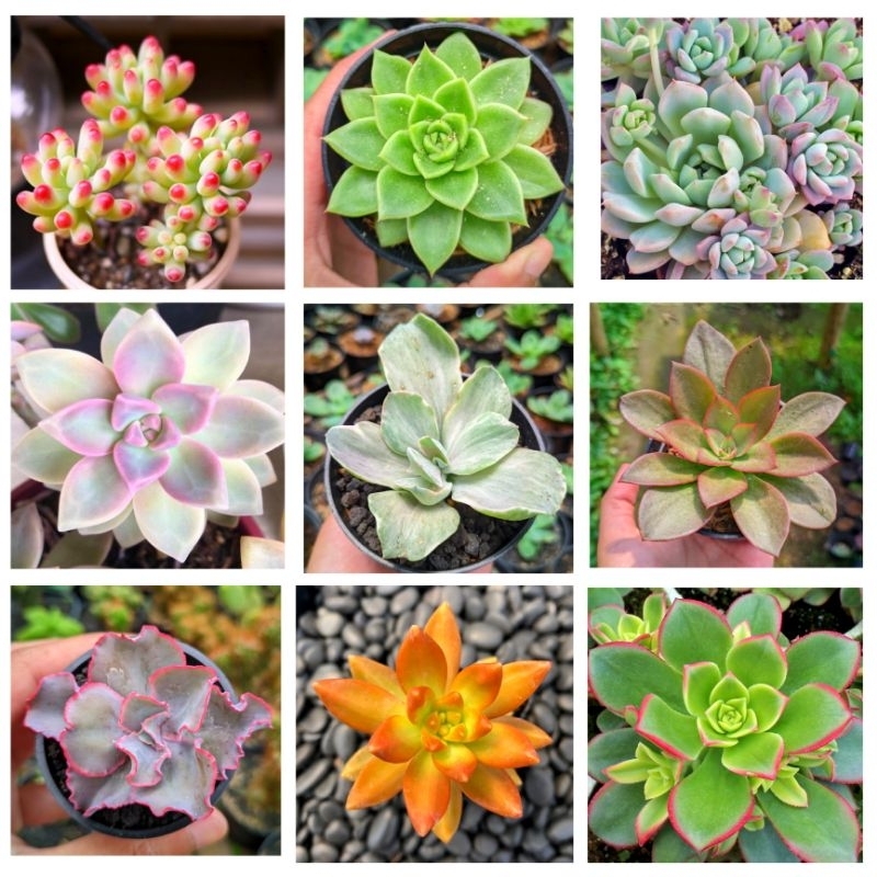 Sukulen Kaktus Hidup Mini Rendom Free Pot