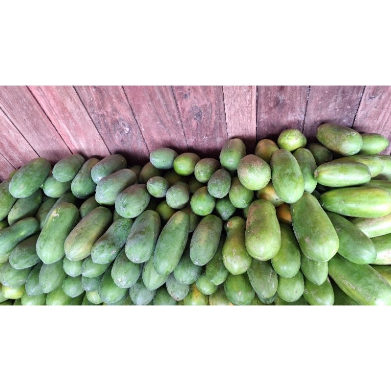 

PEPAYA CALIFORNIA ASLI DARI KEBUN SENDIRI