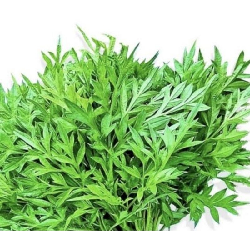 

Daun kenikir fresh petik langsung 250 gram