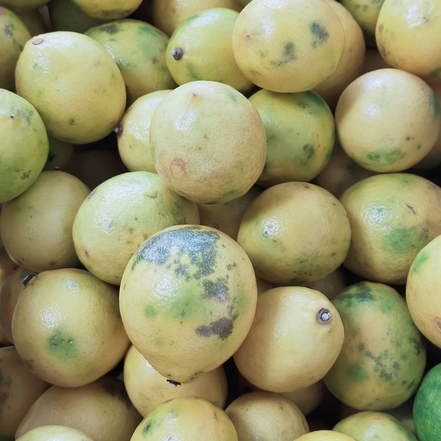 

Goldenvit Buah Lemon California sisa sortir / buat perasan 1kg