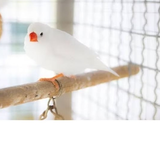 

Zebra Finch White Solid Ausy Betina