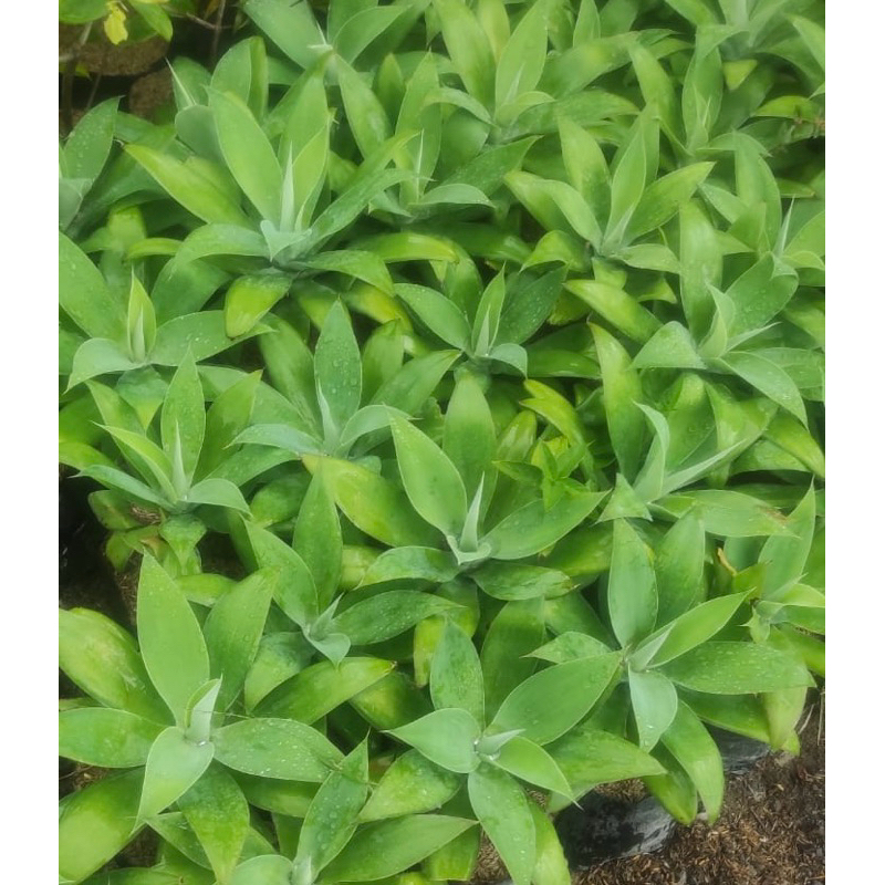 Tanaman hias siklok agave siklok