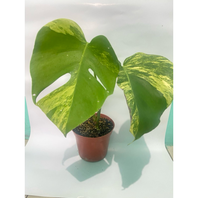 monstera marmorata monstera variegata kuning