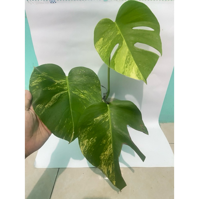 monstera marmorata variegata kuning