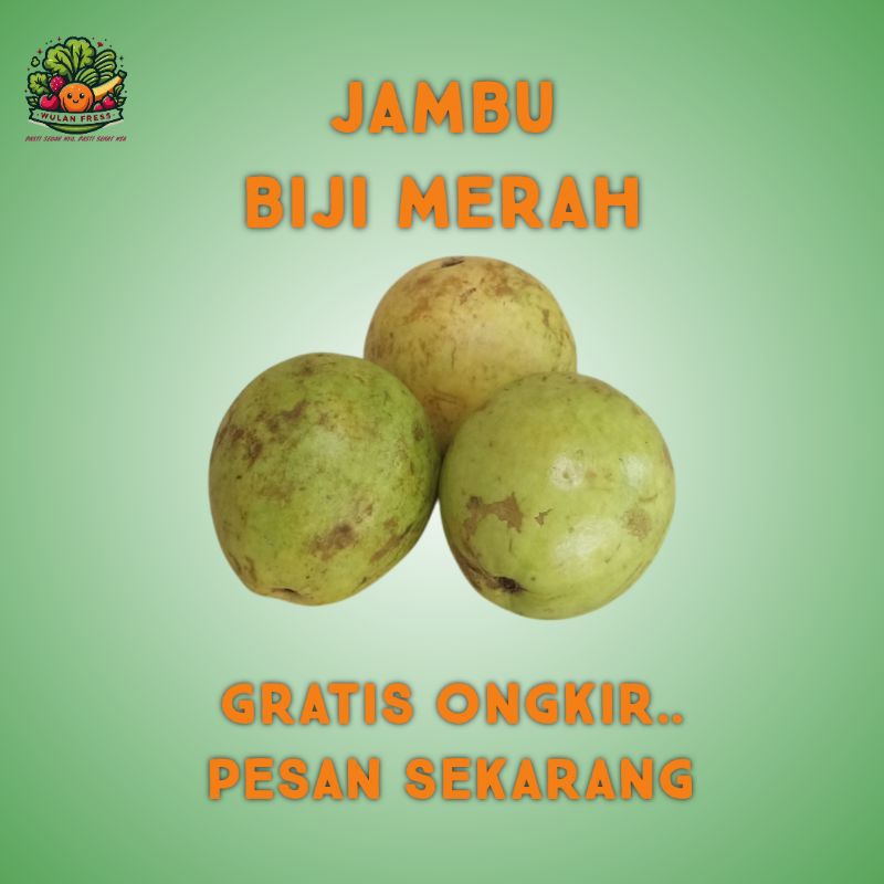 

JAMBU BIJI MERAH