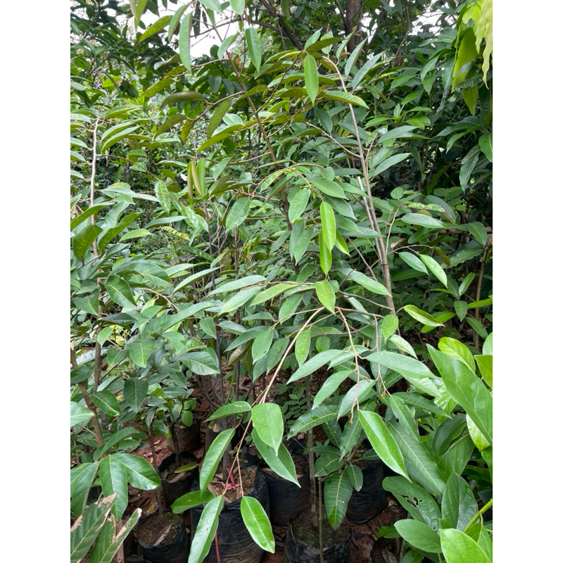 Pohon Buah Durian, Tanaman Buah Dalam Pot