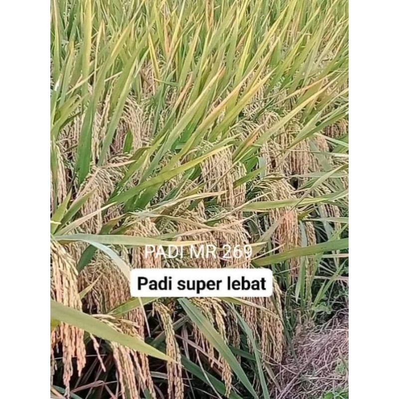 OBRAL1kg BENIH PADI MR 269,MR297,MR320,MR303,MR219 BENIH UNGGUL SIAP TANAM