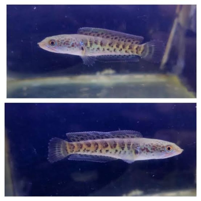 

BABY AURANTI CB SINGLE TANK UKURAN 4 - 6CM